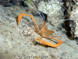Crayfish hidden in a cave. Is showing his best pose! by Stefan Heer 